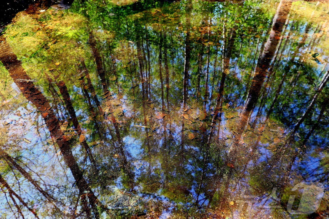 (인제=뉴스1) 이종재 기자 = 대한민국 100대 명품숲인 인제 자작나무숲이 6일 이국적인 풍경과 울창한 산림의 조화로 아름다운 경관을 자랑하고 있다.(인제군 제공. 재판매 및 D …