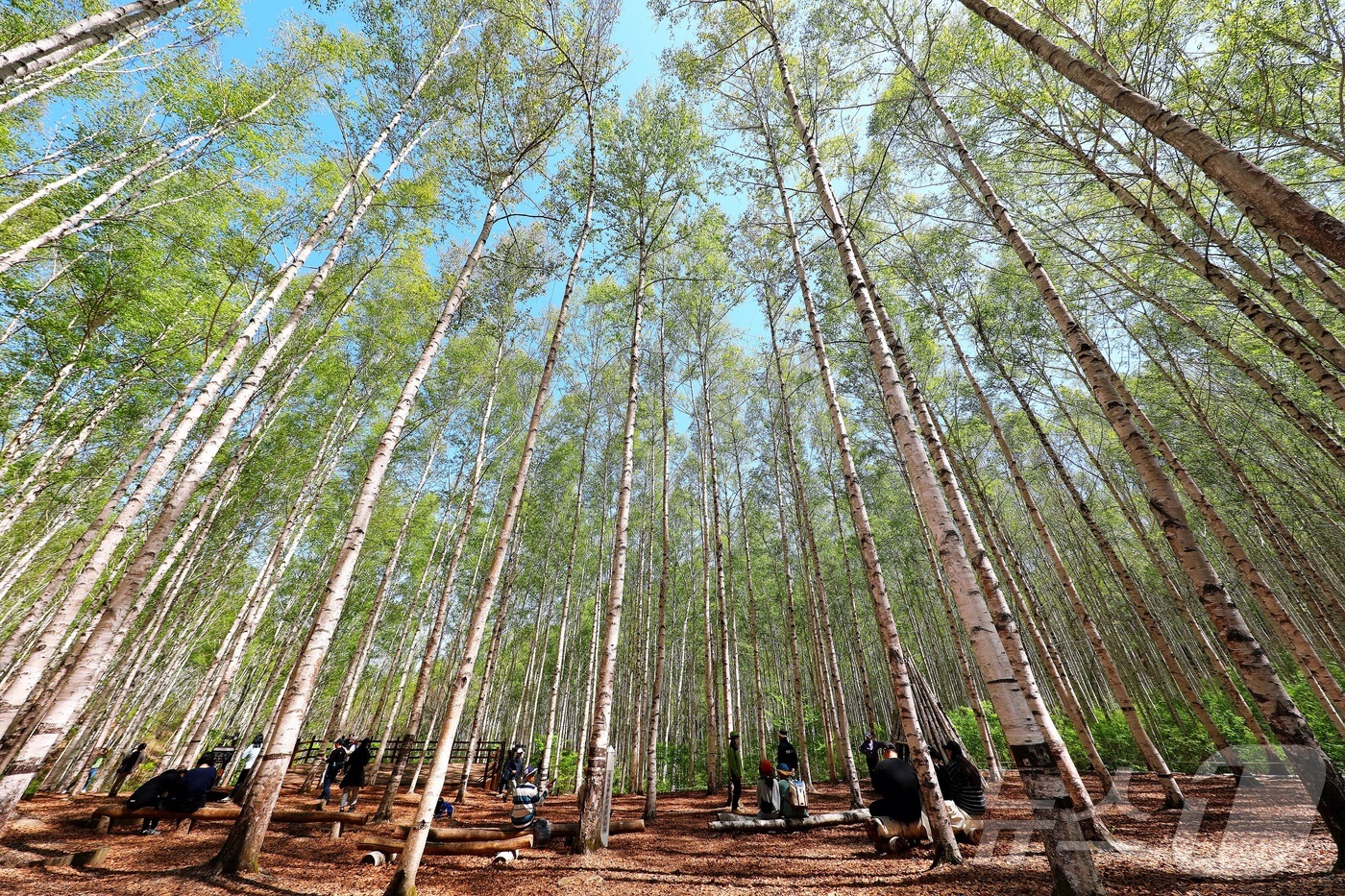 (인제=뉴스1) 이종재 기자 = 대한민국 100대 명품숲인 인제 자작나무숲이 6일 이국적인 풍경과 울창한 산림의 조화로 아름다운 경관을 자랑하고 있다.(인제군 제공. 재판매 및 D …