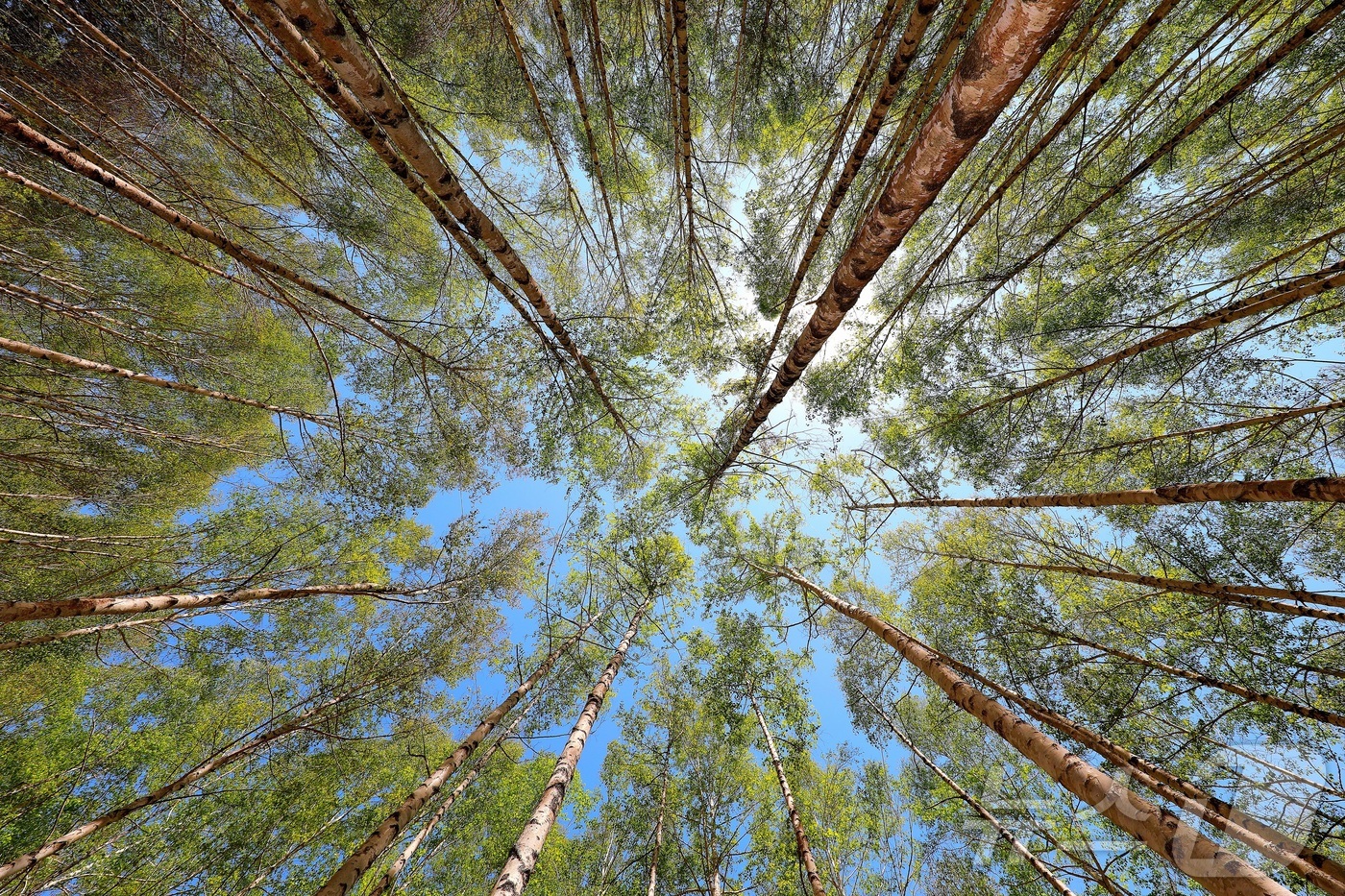 (인제=뉴스1) 이종재 기자 = 대한민국 100대 명품숲인 인제 자작나무숲이 6일 이국적인 풍경과 울창한 산림의 조화로 아름다운 경관을 자랑하고 있다.(인제군 제공. 재판매 및 D …