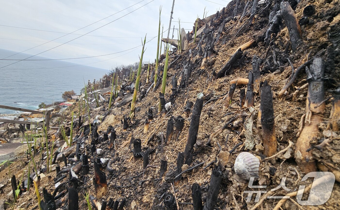 본문 이미지 - 7일 초대형산불피해지역인 걍북 영덕군 영덕읍 석리마을(일명 따개비 마을) 비탈길에서 대나무 순이 올라오고 있다. 2025.5.7/뉴스1 ⓒ News1 최창호 기자