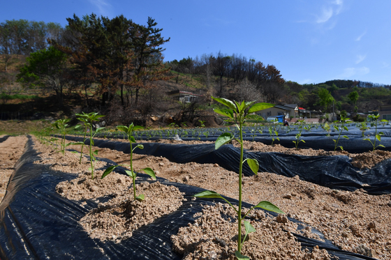 농진원, 콩·팥 등 밭작물 종자 11개 품종 공급…25일부터 온라인 접수