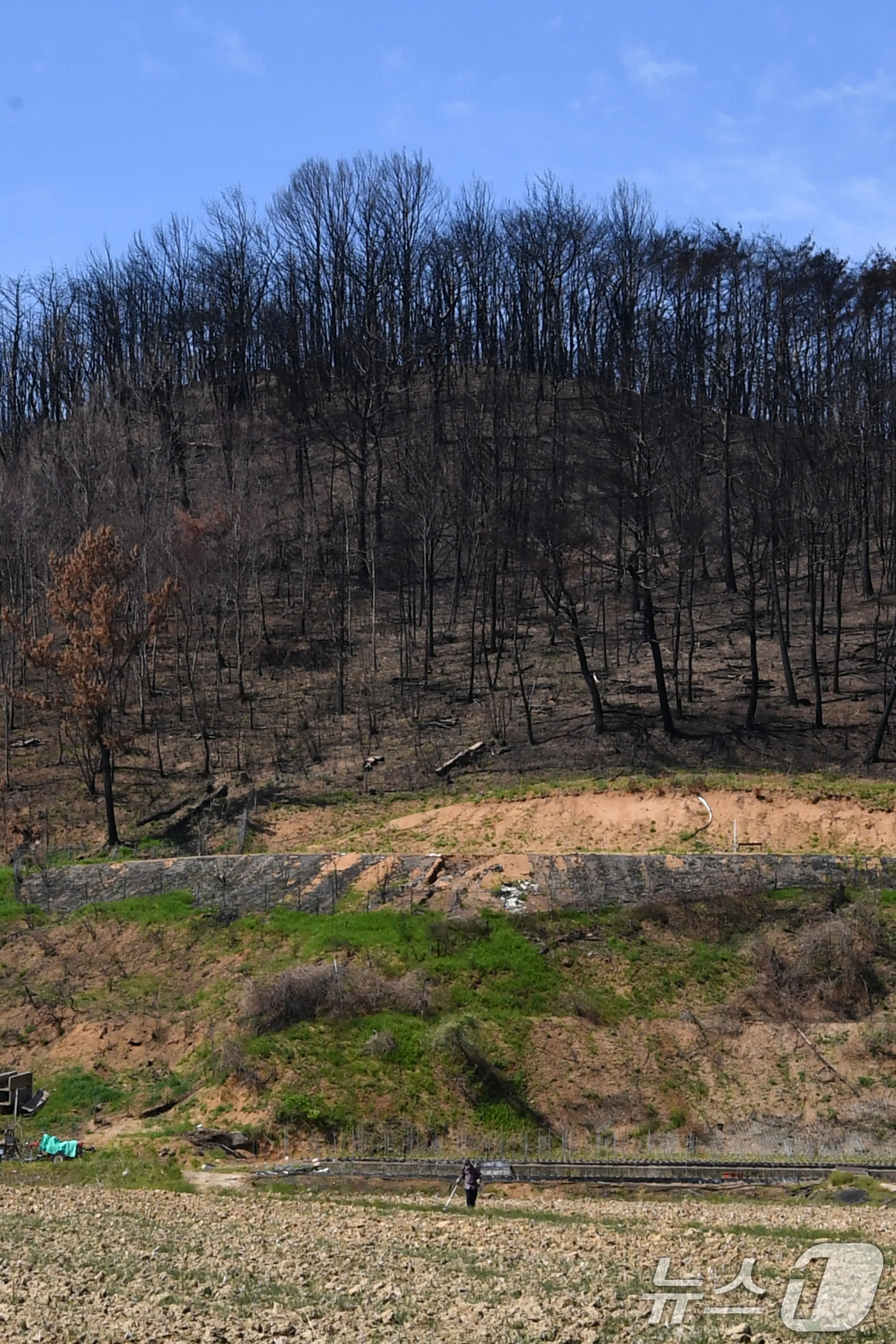 (영덕=뉴스1) 최창호 기자 = 7일 초대형산불피해지역인 경북 영덕군 영덕읍 매정리 들녘에서 농사 준비에 한창이다.  2025.5.7/뉴스1
