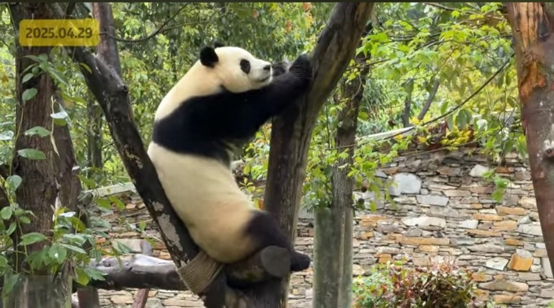 본문 이미지 - 2025년 4월 29일 중국 쓰촨성 선수핑 기지에서 촬영된 푸바오의 모습. (출처 : 푸바오불꽃 X 계정)