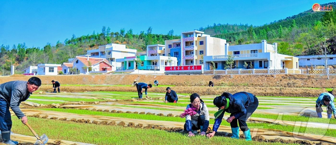 (평양 노동신문=뉴스1) = 북한 노동당 기관지 노동신문은 8일 "벼 모기르기를 기술적 요구대로 해야 한다"라면서 은파군을 조명했다. [국내에서만 사용가능. 재배포 금지. DB 금 …