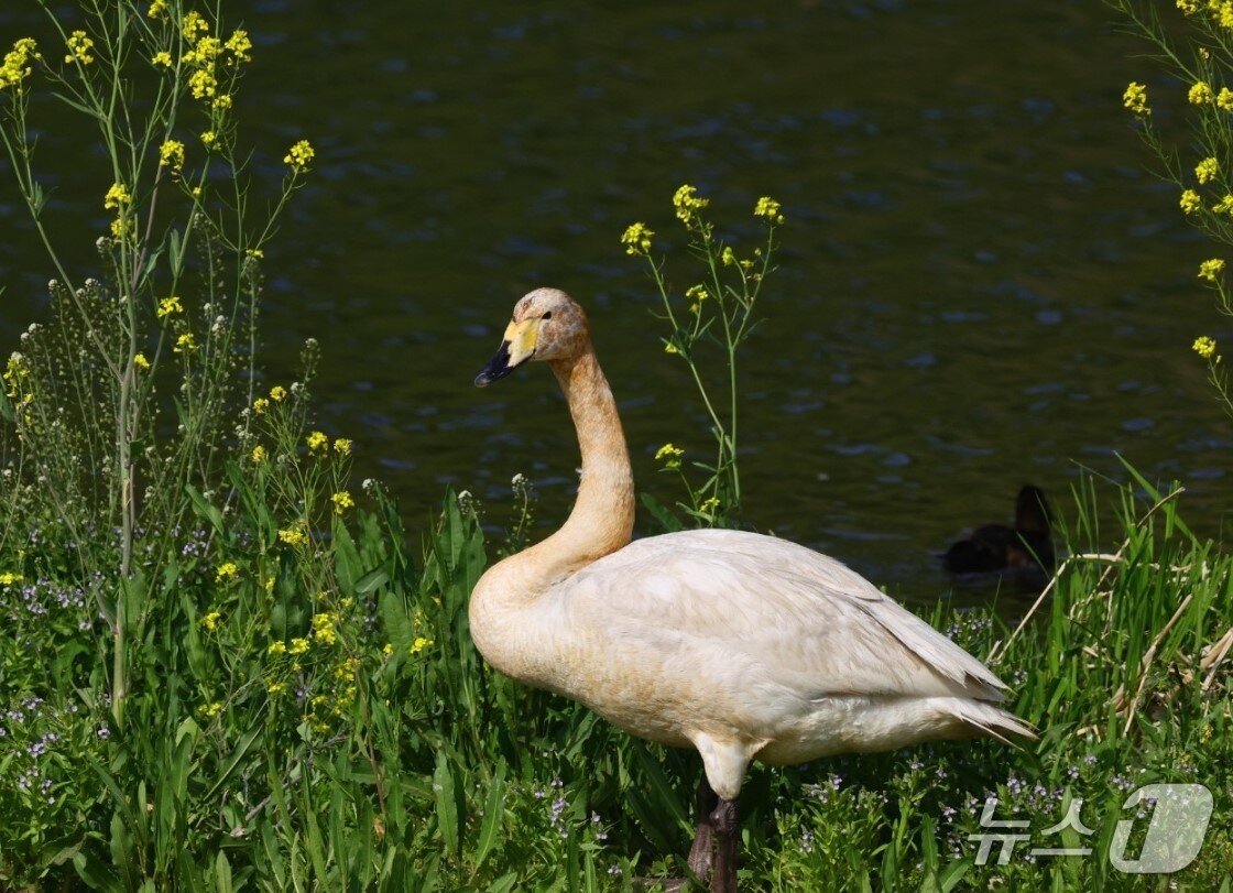 본문 이미지 - 윤기득 시민생물학자가 촬영한 큰고니.(울산광역시제공. 재판매 및 DB 금지)