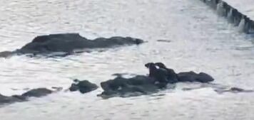"귀여운 수달 2마리, 울산 찾아왔어요"…멸종위기종 포착