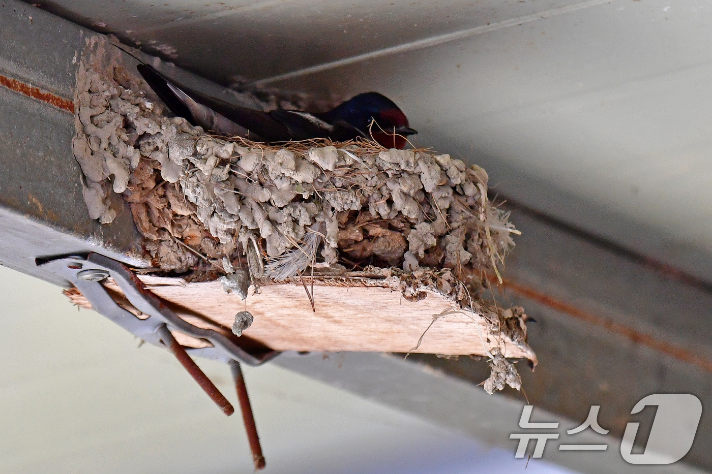 (포항=뉴스1) 최창호 기자 = 어버이 날인 8일 경북 포항시 북구 영일대북부시장 내 점포 처마 밑에 둥지를 튼 제비가 알을 품고 있다. 2025.5.8/뉴스1