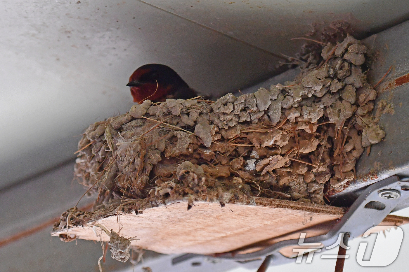 (포항=뉴스1) 최창호 기자 = 어버이 날인 8일 경북 포항시 북구 영일대북부시장 내 점포 처마 밑에 둥지를 튼 제비가 알을 품고 있다. 2025.5.8/뉴스1