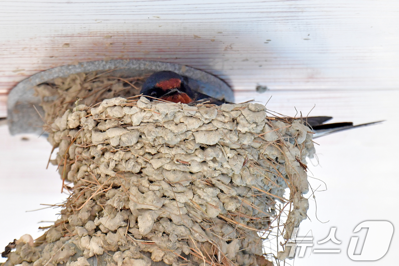 (포항=뉴스1) 최창호 기자 = 어버이 날인 8일 경북 포항시 북구 영일대북부시장 내 가게 전등 위에 둥지를 튼 제비가 알을 품고 있다. 2025.5.8/뉴스1