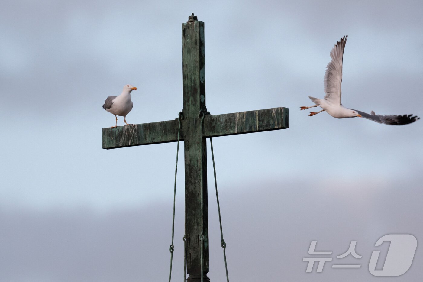 본문 이미지 - 새 교황을 선출하기 위한 콘클라베 첫날 7일&#40;현지시간&#41; 바티칸에서 십자가 위에 새들이 날아오르고 있다. ⓒ 로이터=뉴스1