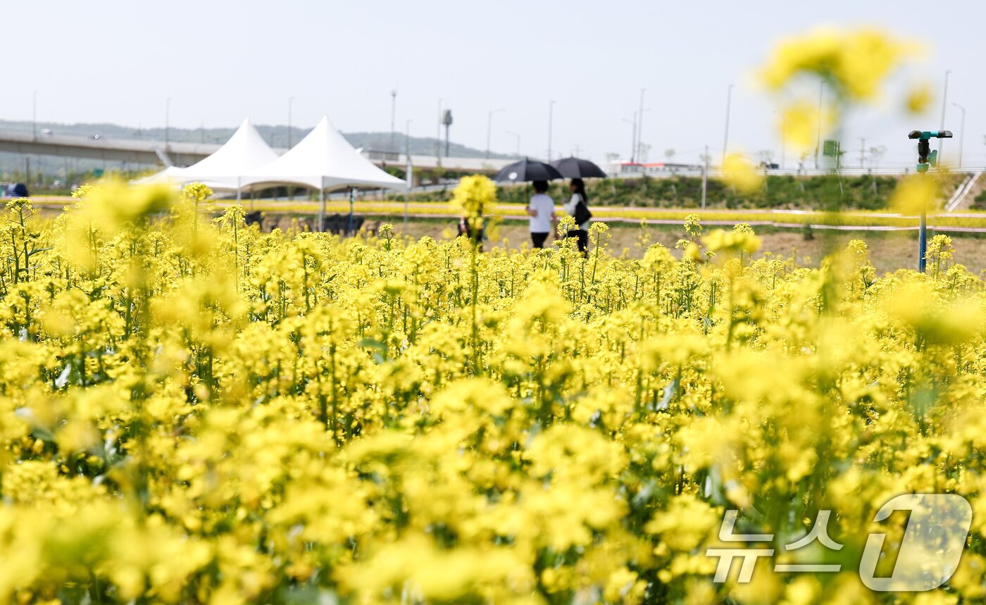 본문 이미지 - 2025 구리 유채꽃 축제 개막을 하루 앞둔 8일 경기도 구리한강시민공원에서 시민들이 꽃놀이를 즐기고 있다. 2025.5.8/뉴스1 ⓒ News1 김성진 기자