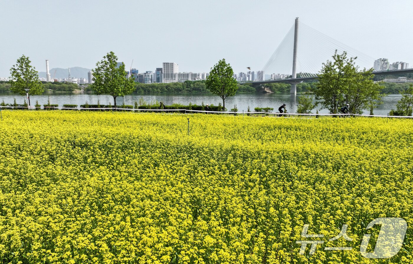 본문 이미지 - 2025 구리 유채꽃 축제 개막을 하루 앞둔 8일 경기도 구리한강시민공원에서 시민들이 자전거 라이딩을 즐기고 있다. 2025.5.8/뉴스1 ⓒ News1 김성진 기자