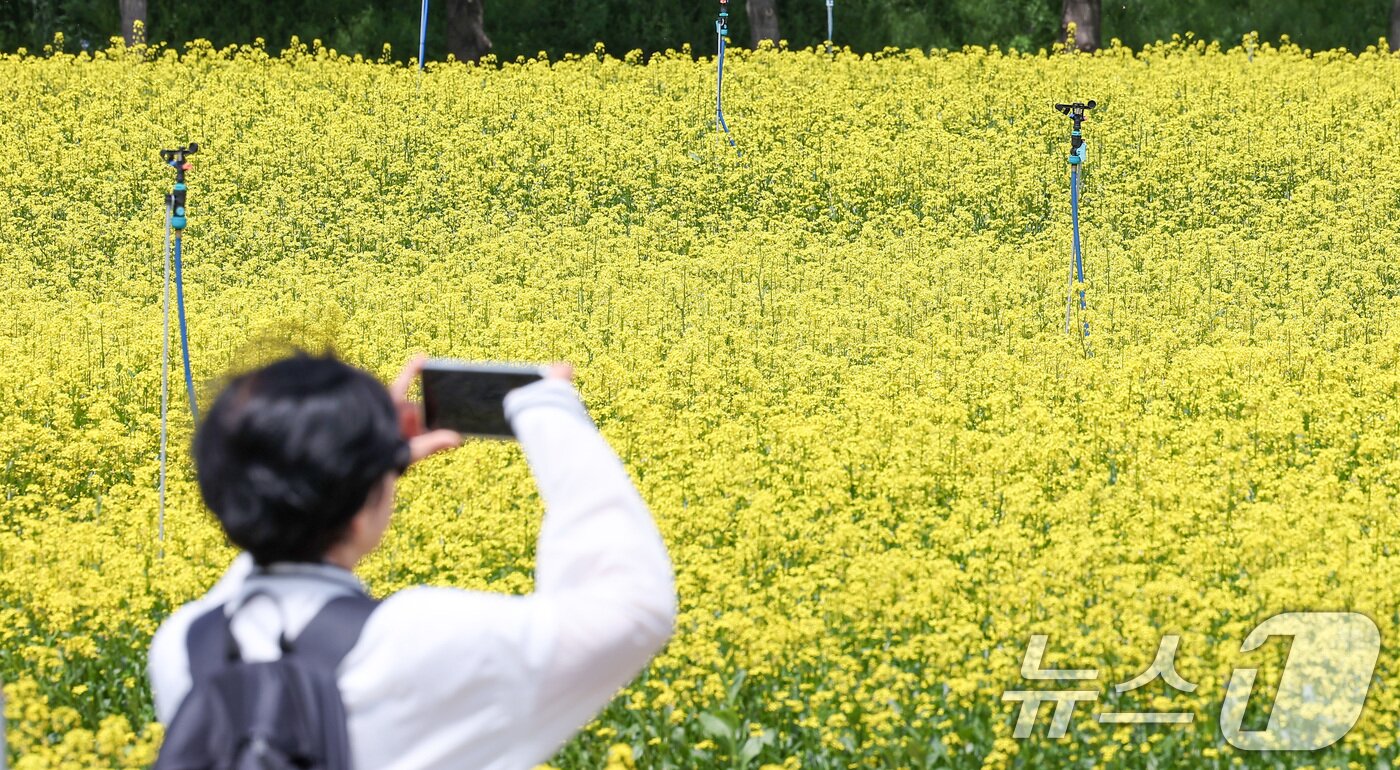 본문 이미지 - 2025 구리 유채꽃 축제 개막을 하루 앞둔 8일 경기도 구리한강시민공원에서 시민들이 꽃놀이를 즐기고 있다. 2025.5.8/뉴스1 ⓒ News1 김성진 기자