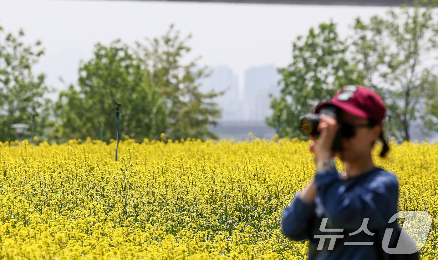 (구리=뉴스1) 김성진 기자 = 2025 구리 유채꽃 축제 개막을 하루 앞둔 8일 경기도 구리한강시민공원에서 시민들이 꽃놀이를 즐기고 있다.구리 유채꽃 축제는 형형색색 봄의 정취가 …