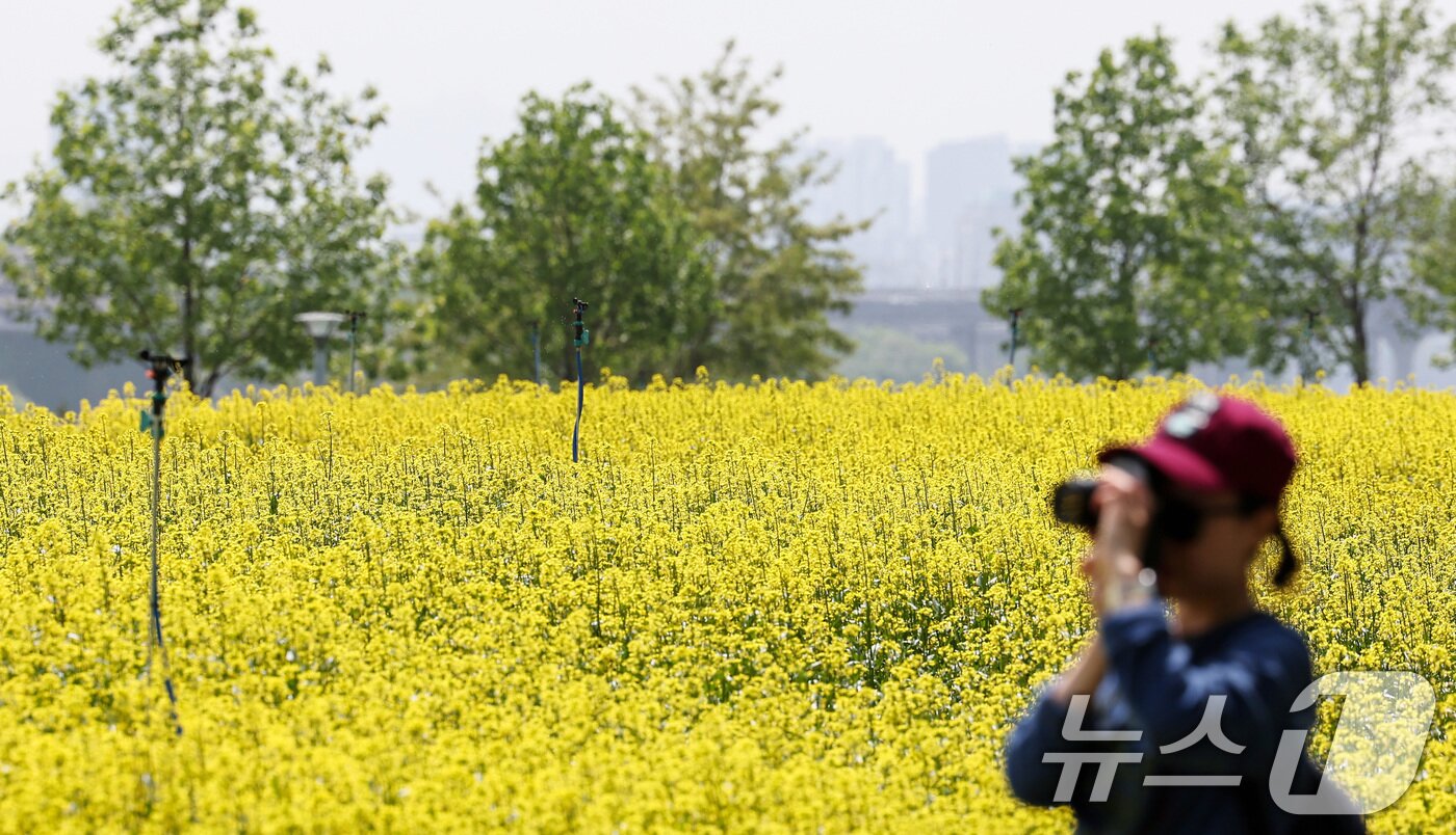본문 이미지 - 2025 구리 유채꽃 축제 개막을 하루 앞둔 8일 경기도 구리한강시민공원에서 시민들이 꽃놀이를 즐기고 있다. 2025.5.8/뉴스1 ⓒ News1 김성진 기자