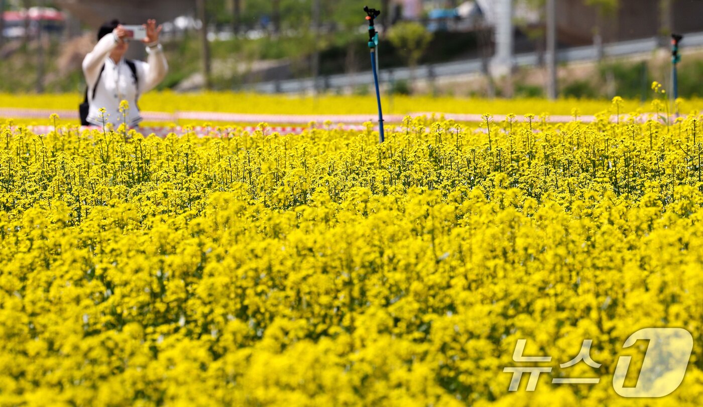 본문 이미지 - 2025 구리 유채꽃 축제 개막을 하루 앞둔 8일 경기도 구리한강시민공원에서 시민들이 꽃놀이를 즐기고 있다. 2025.5.8/뉴스1 ⓒ News1 김성진 기자
