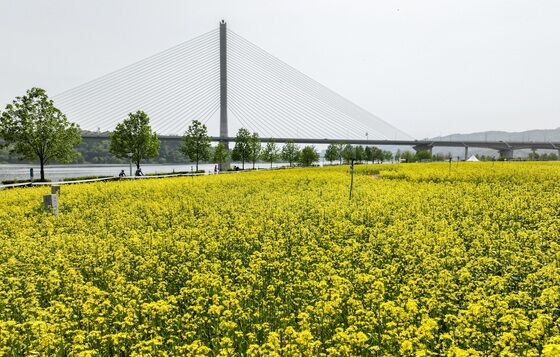 [뉴스1PICK]'봄의 전령' 황금빛 유채꽃 만발, 구리 유채꽃 축제 개막 D-1