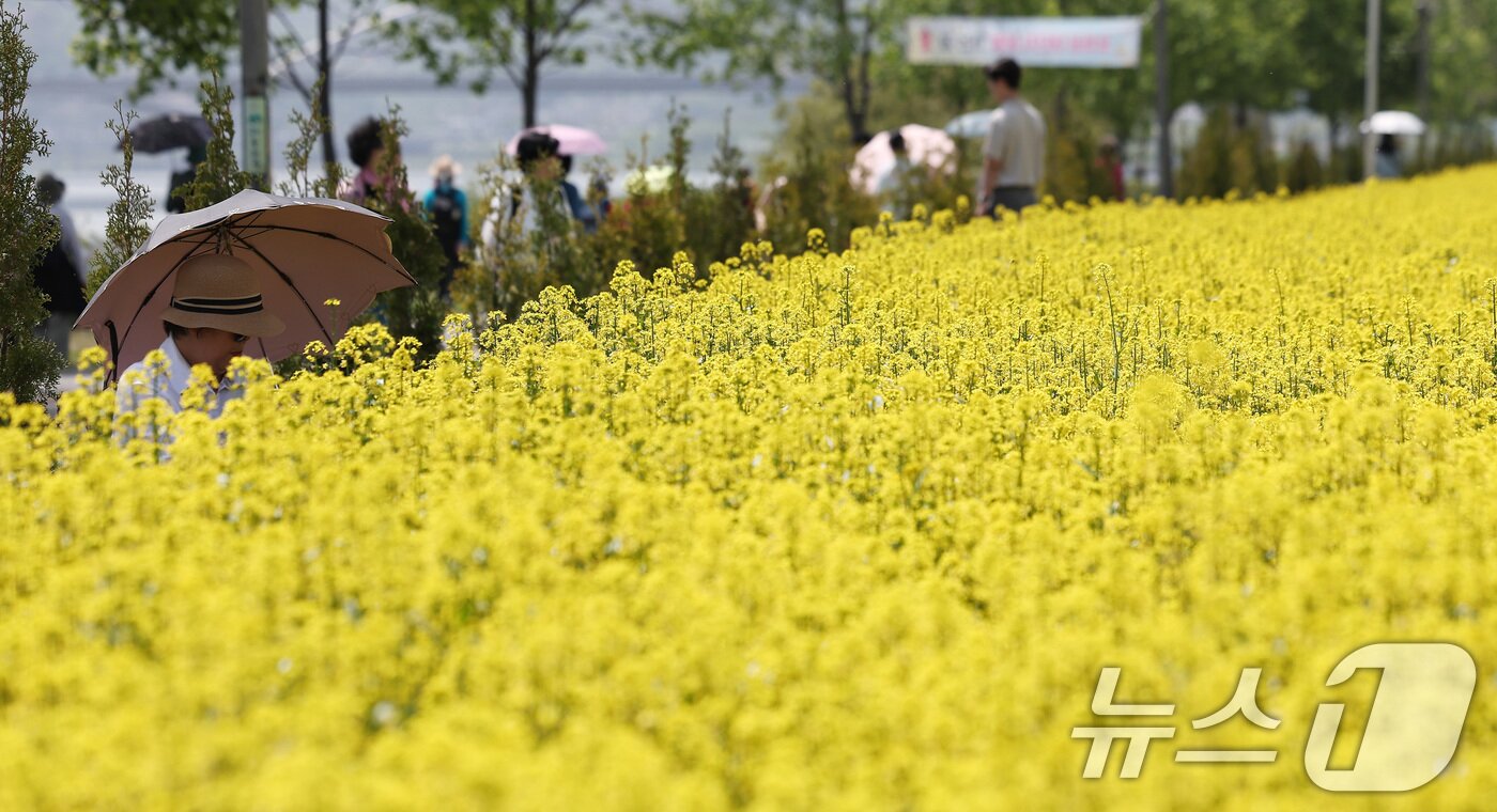 본문 이미지 - 2025 구리 유채꽃 축제 개막을 하루 앞둔 8일 경기도 구리한강시민공원에서 시민들이 꽃놀이를 즐기고 있다. 2025.5.8/뉴스1 ⓒ News1 김성진 기자