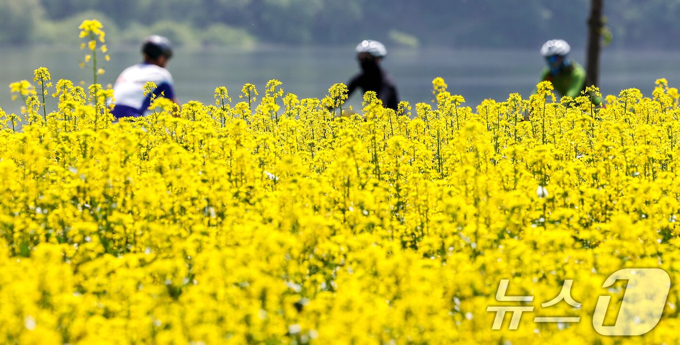 본문 이미지 - 2025 구리 유채꽃 축제 개막을 하루 앞둔 8일 경기도 구리한강시민공원에서 시민들이 꽃놀이를 즐기고 있다. 2025.5.8/뉴스1 ⓒ News1 김성진 기자
