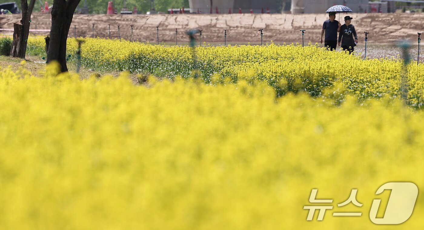 본문 이미지 - 2025 구리 유채꽃 축제 개막을 하루 앞둔 8일 경기도 구리한강시민공원에서 시민들이 꽃놀이를 즐기고 있다. 2025.5.8/뉴스1 ⓒ News1 김성진 기자
