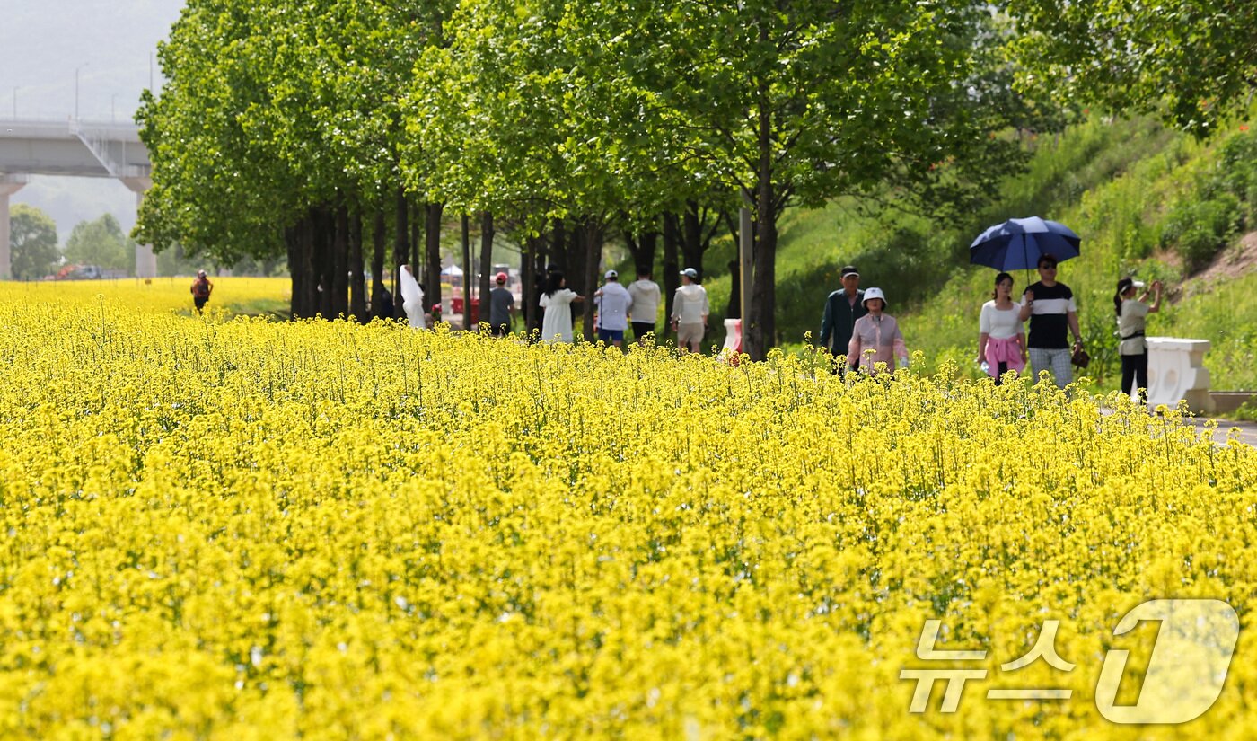 본문 이미지 - 2025 구리 유채꽃 축제 개막을 하루 앞둔 8일 경기도 구리한강시민공원에서 시민들이 꽃놀이를 즐기고 있다. 2025.5.8/뉴스1 ⓒ News1 김성진 기자