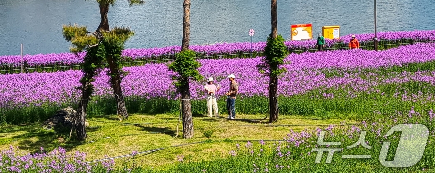 (영천=뉴스1) 정우용 기자 = 경북 영천시 금호강변 1만 3000㎡에 조성된 강변공원 꽃밭에 보랏빛 유채꽃이 활짝 폈다.강변공원에는 5월 중순에는 작약이, 6월에는 여름 코스모스 …
