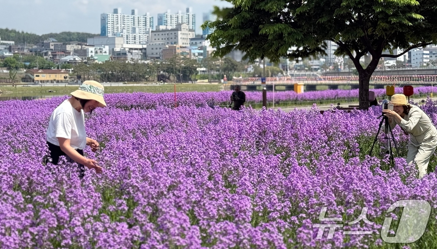 (영천=뉴스1) 정우용 기자 = 경북 영천시 금호강변 1만 3000㎡에 조성된 강변공원 꽃밭에 보랏빛 유채꽃이 활짝 폈다.강변공원에는 5월 중순에는 작약이, 6월에는 여름 코스모스 …