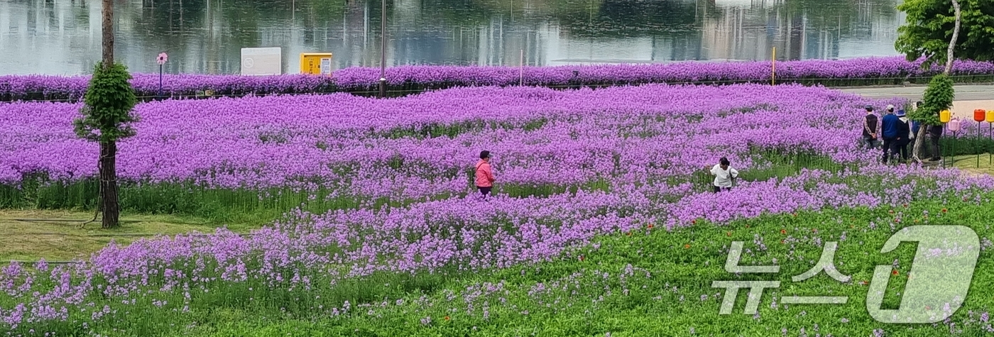 (영천=뉴스1) 정우용 기자 = 경북 영천시 금호강변 1만 3000㎡에 조성된 강변공원 꽃밭에 보랏빛 유채꽃이 활짝 폈다.강변공원에는 5월 중순에는 작약이, 6월에는 여름 코스모스 …