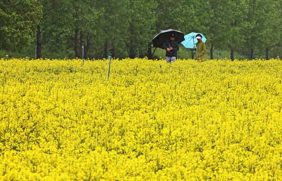 국산 유채유로 외국산 식용유 대체…농진청, 품종개발·재배기반 확대
