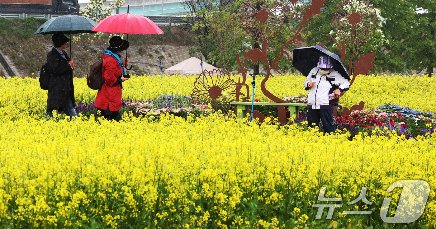 (구리=뉴스1) 장수영 기자 = 비가 내린 9일 오후 경기 구리한강공원 일대에서 열린 유채꽃 축제를 찾은 시민들이 꽃구경을 하고 있다. 2025.5.9/뉴스1