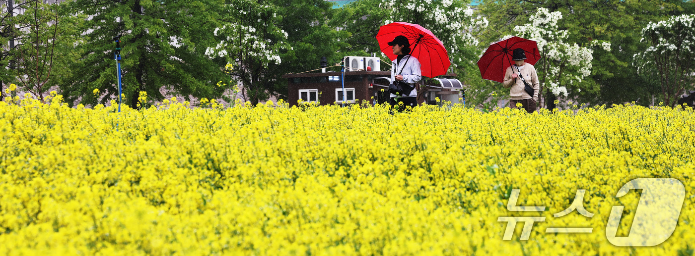 (구리=뉴스1) 장수영 기자 = 비가 내린 9일 오후 경기 구리한강공원 일대에서 열린 유채꽃 축제를 찾은 시민들이 꽃구경을 하고 있다. 2025.5.9/뉴스1