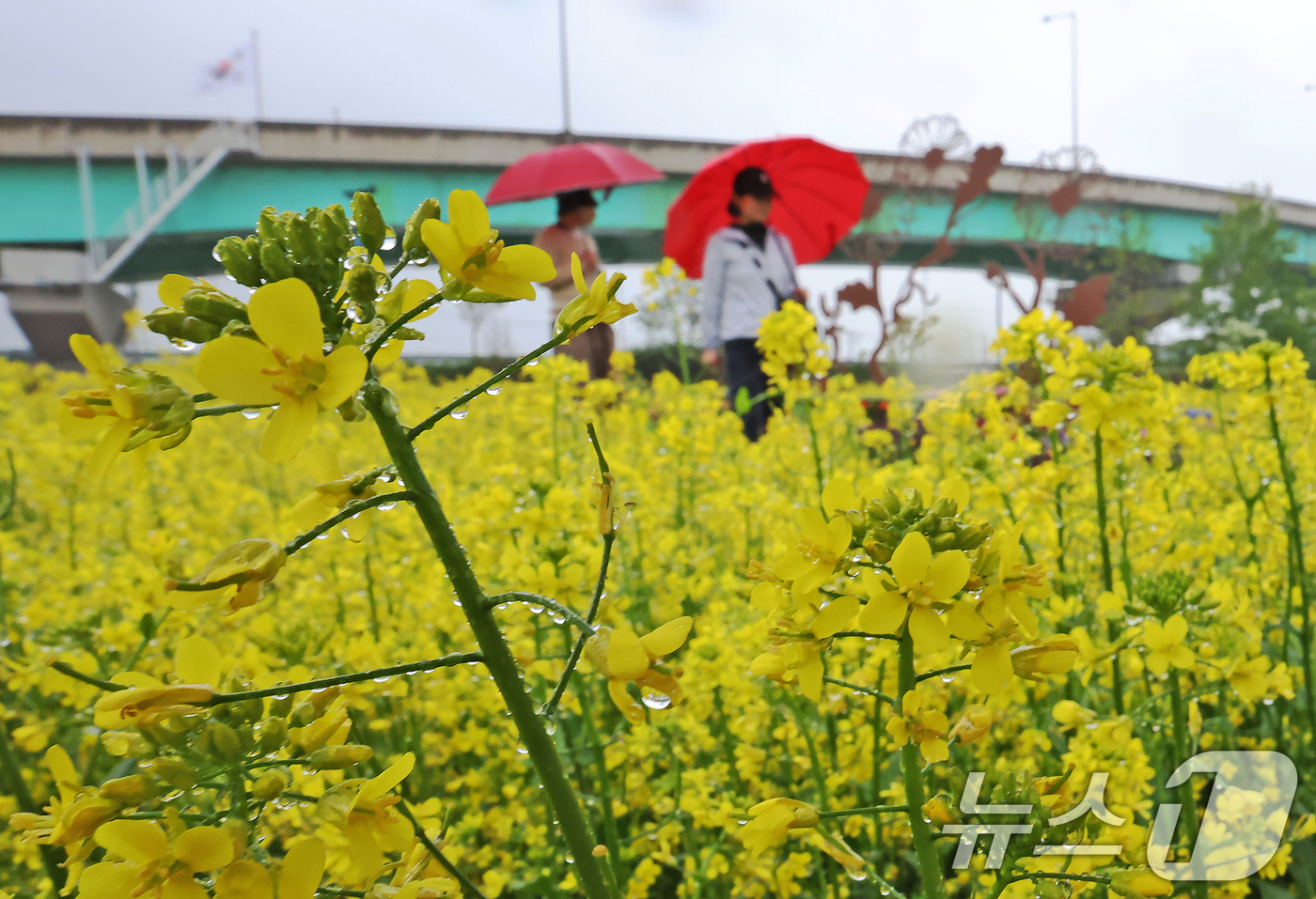 (구리=뉴스1) 장수영 기자 = 비가 내린 9일 오후 경기 구리한강공원 일대에서 열린 유채꽃 축제를 찾은 시민들이 꽃구경을 하고 있다. 2025.5.9/뉴스1