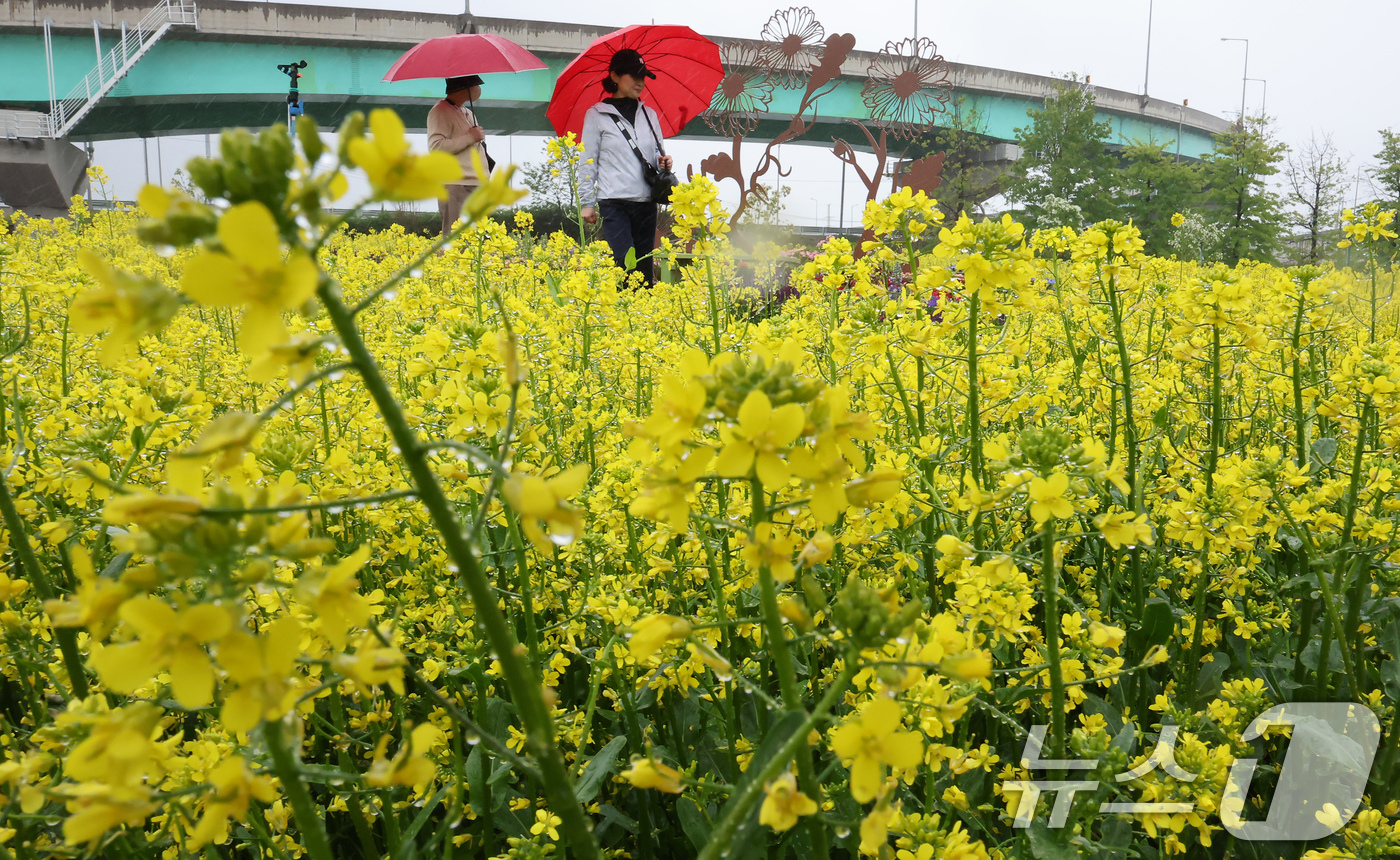 (구리=뉴스1) 장수영 기자 = 비가 내린 9일 오후 경기 구리한강공원 일대에서 열린 유채꽃 축제를 찾은 시민들이 꽃구경을 하고 있다. 2025.5.9/뉴스1