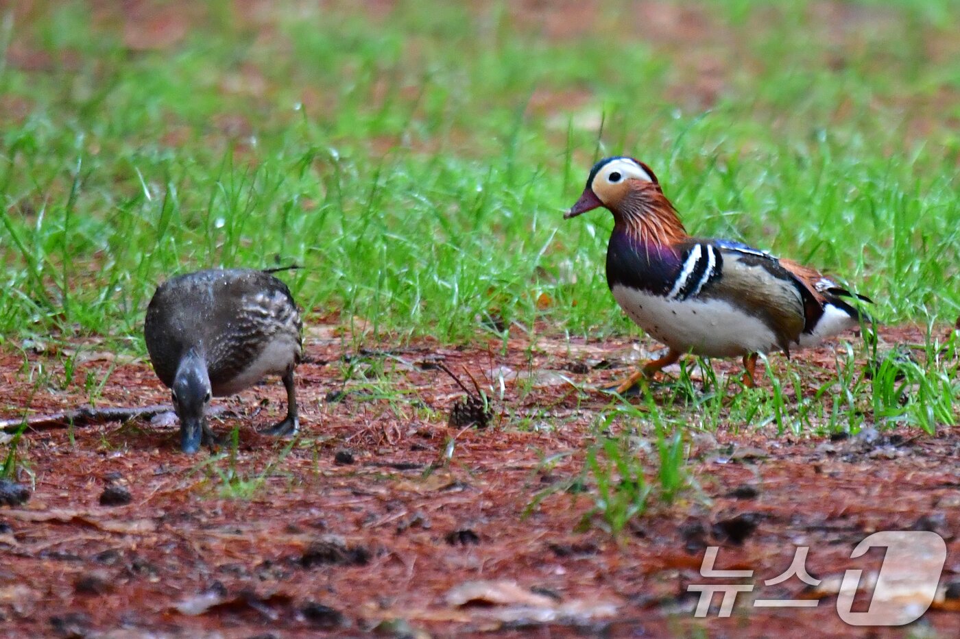 본문 이미지 - 9일 쳔연기념물 327호인 원앙 한쌍이 경북 경주시 황성공원 숲에서 먹잇감을 찾아 다니고 있다. 2025.5.9/뉴스1 ⓒ News1 최창호 기자
