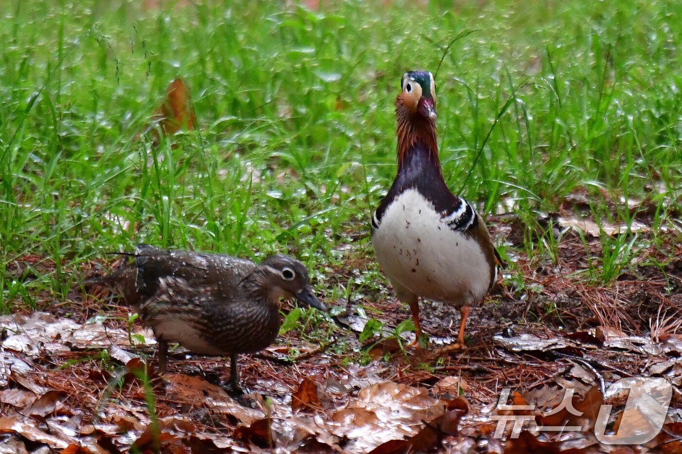 본문 이미지 - 9일 쳔연기념물 327호인 원앙 한쌍이 경북 경주시 황성공원 숲 속을 산책하고 있다. 2025.5.9/뉴스1 ⓒ News1 최창호 기자