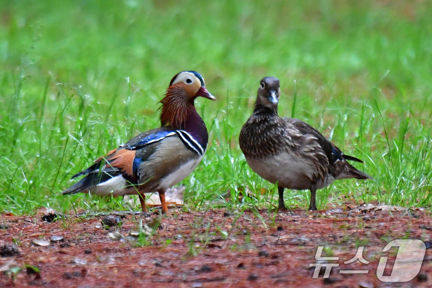 (경주=뉴스1) 최창호 기자 = 9일 쳔연기념물 327호인 원앙 한쌍이 경북 경주시 황성공원 숲에서 먹잇감을 찾아 다니고 있다. 2025.5.9/뉴스1