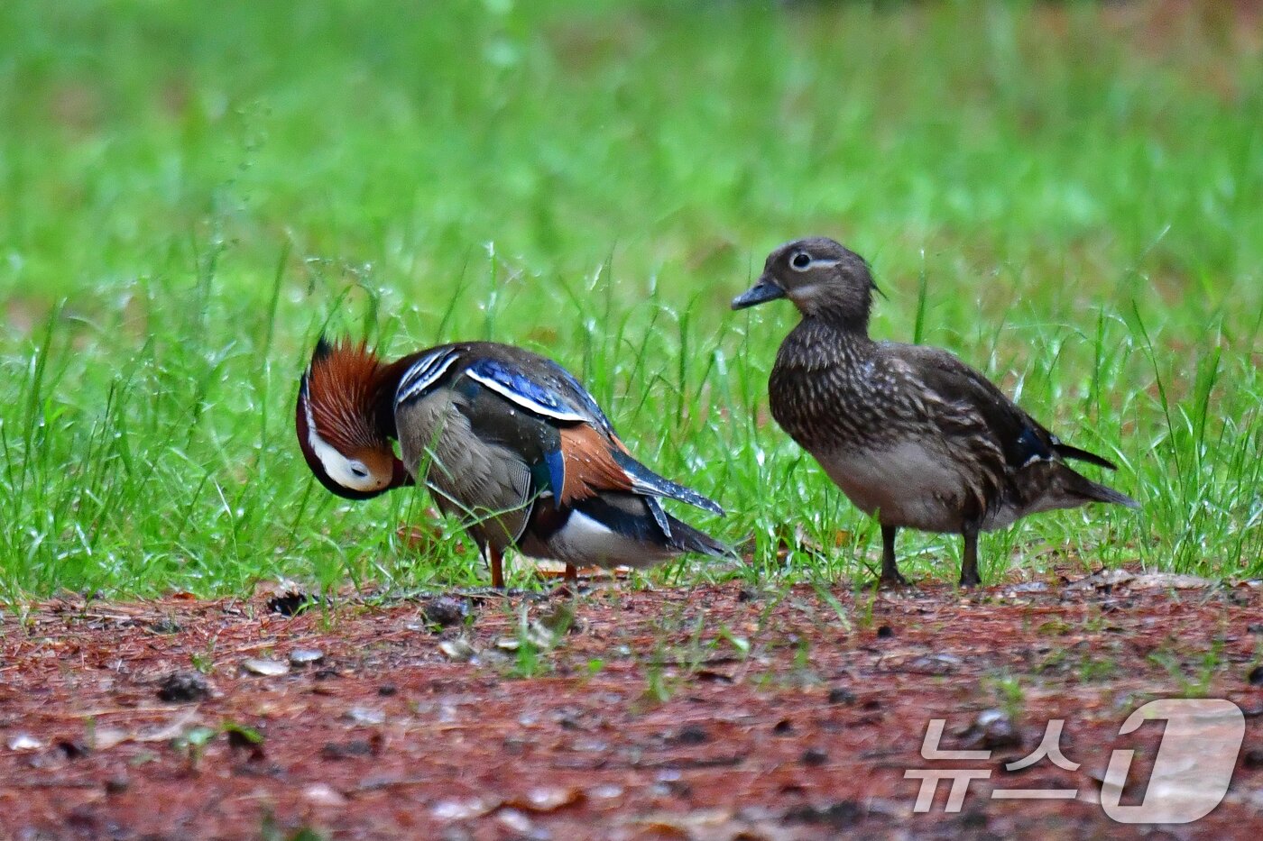 본문 이미지 - 9일 천연기념물 327호인 원앙 한쌍이 경북 경주시 황성공원 숲에서 노닐고 있다. 2025.5.9/뉴스1 ⓒ News1 최창호 기자