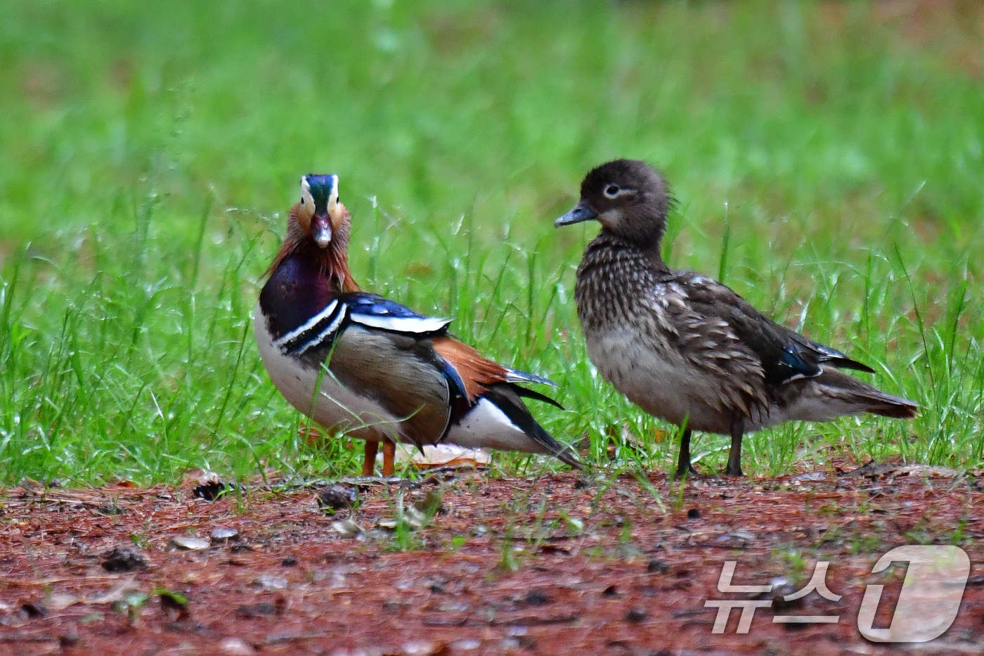 (경주=뉴스1) 최창호 기자 = 9일 쳔연기념물 327호인 원앙 한쌍이 경북 경주시 황성공원 숲에서 먹잇감을 찾아 다니고 있다. 2025.5.9/뉴스1