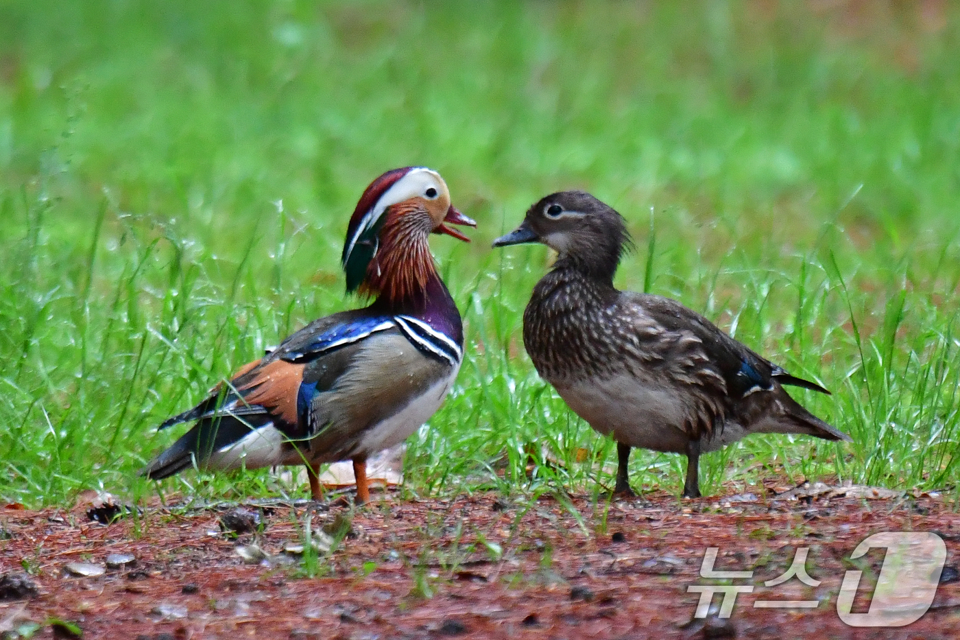 (경주=뉴스1) 최창호 기자 = 9일 쳔연기념물 327호인 원앙 한쌍이 경북 경주시 황성공원 숲에서 먹잇감을 찾아 다니고 있다. 2025.5.9/뉴스1