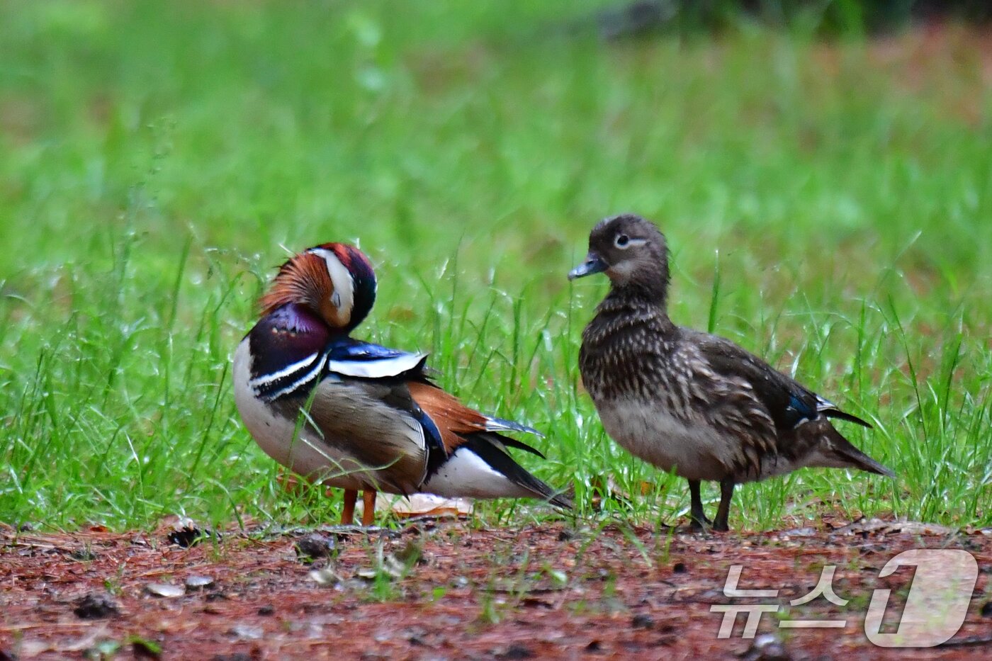 본문 이미지 - 9일 천연기념물 327호인 원앙 한쌍이 경북 경주시 황성공원 숲에서 깃털을 고르고 있다. 2025.5.9/뉴스1 ⓒ News1 최창호 기자