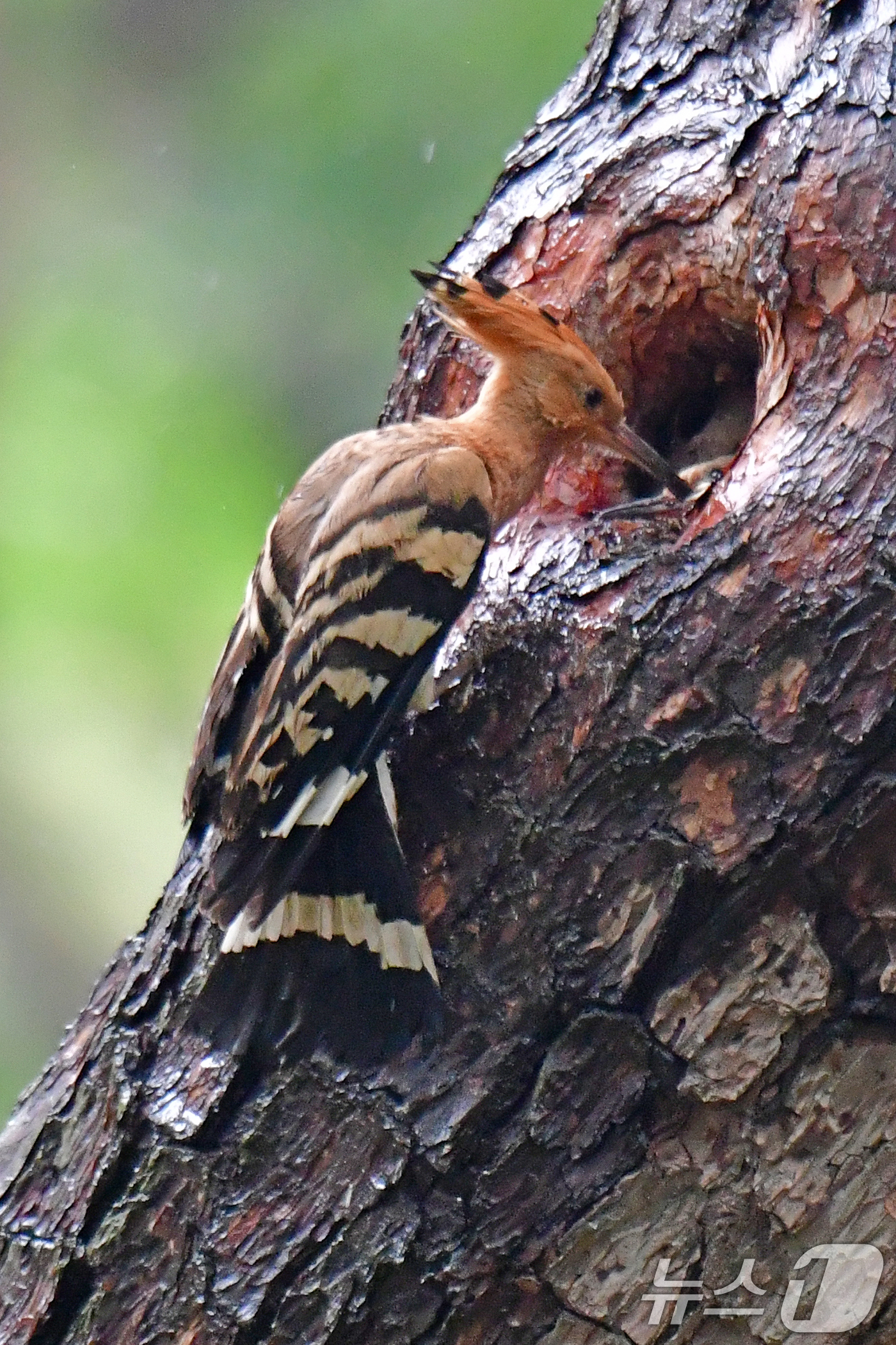 (경주=뉴스1) 최창호 기자 = 9일 경북 경주시 황성공원 숲에서 후투티가 새끼들에게 먹잇감을 물어다 나르고 있다.  2025.5.9/뉴스1