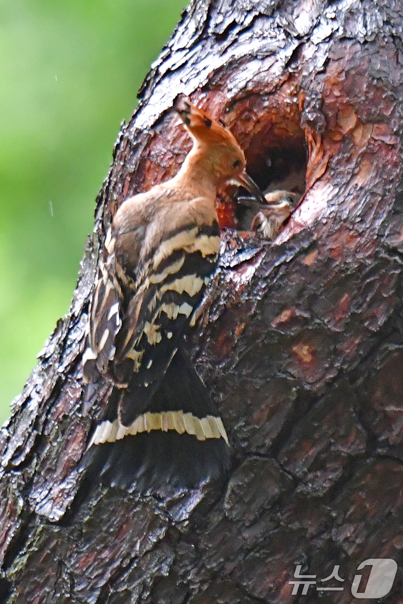 (경주=뉴스1) 최창호 기자 = 9일 경북 경주시 황성공원 숲에서 후투티가 새끼들에게 먹잇감을 물어다 나르고 있다. 2025.5.9/뉴스1