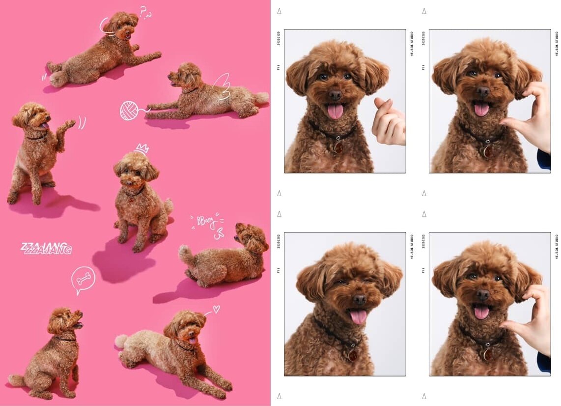 본문 이미지 - 표정부자 짜장이의 스튜디오 사진&#40;인스타그램 minju1998 제공&#41; ⓒ 뉴스1