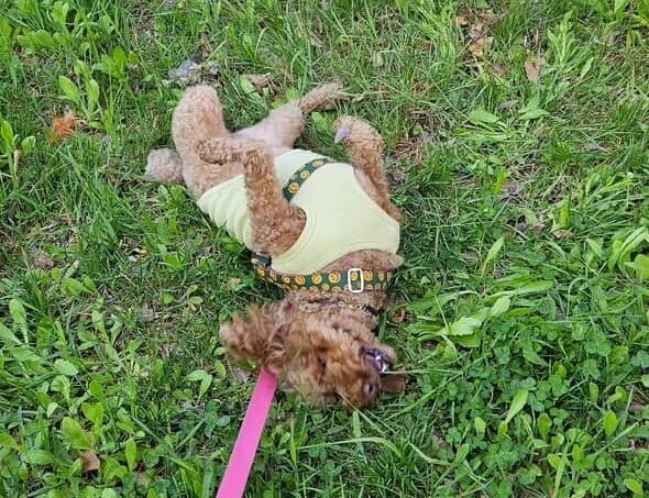 본문 이미지 - 풀밭에서 등 비비기를 좋아하는 짜장이&#40;인스타그램 minju1998 제공&#41; ⓒ 뉴스1