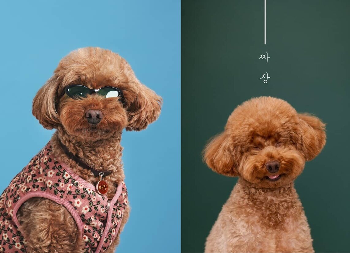 본문 이미지 - 표정부자 짜장이의 스튜디오 사진&#40;인스타그램 minju1998 제공&#41; ⓒ 뉴스1