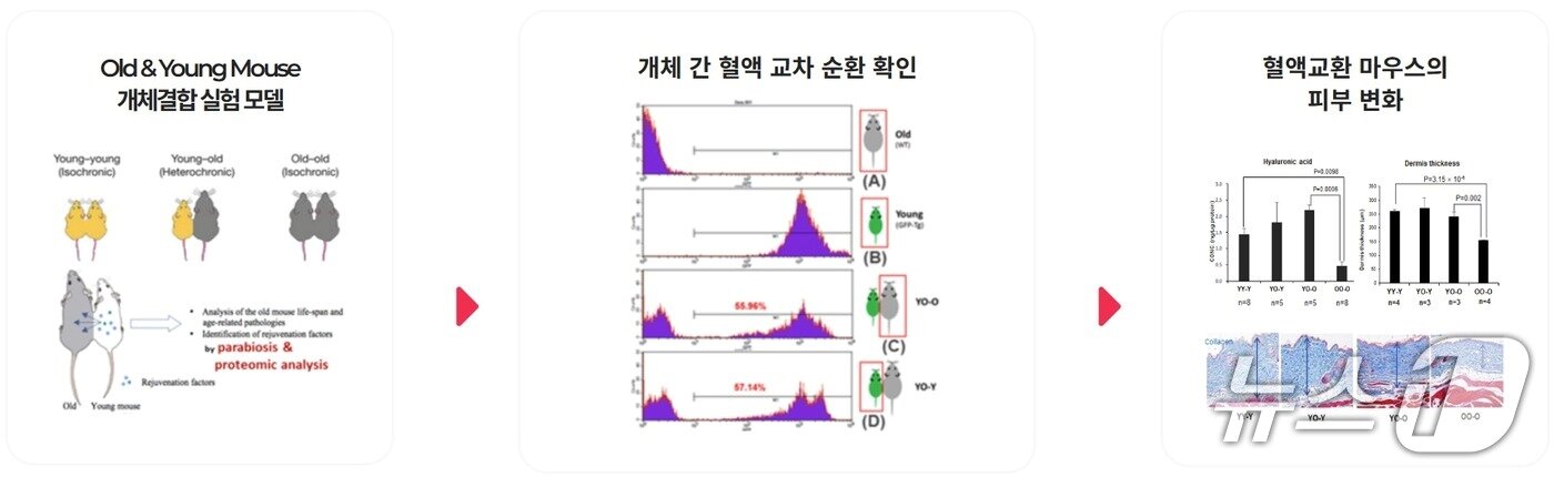 본문 이미지 - 하플사이언스가 병체결합 혈액교환 쥐 모델을 활용해 젊은 쥐의 피를 공유한 늙은 쥐에서 피부재생 효과를 확인했다.&#40;하플사이언스 제공&#41;/뉴스1