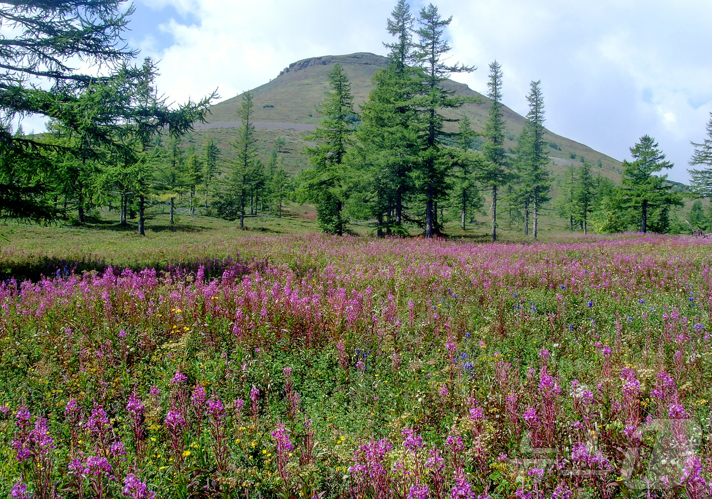 (평양 노동신문=뉴스1) = 북한 노동당 기관지 노동신문은 1일 유네스코 세계지질공원으로 지정된 백두산지구의 간백산화산, 베개봉화산, 소연지봉소화산체, 무두봉화산체를 소개했다. [ …