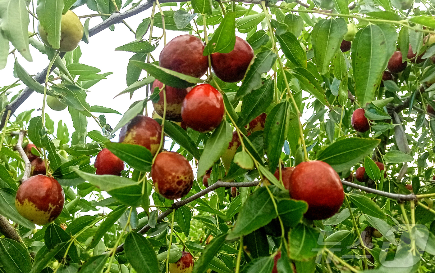 (평양 노동신문=뉴스1) = 북한 노동당 기관지 노동신문은 1일 경제적 가치가 큰 나무 중 하나로 대추나무를 소개하며 "대추는 영양가가 높고 빛깔과 맛이 좋아 여러 가지 특색 있는 …