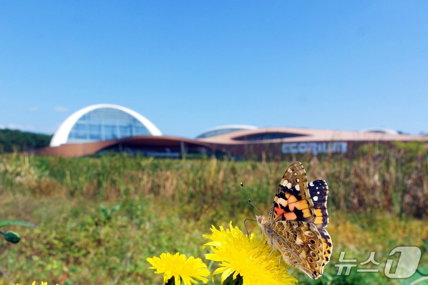 본문 이미지 - 서천 국립생태원(충남도 제공) /뉴스1