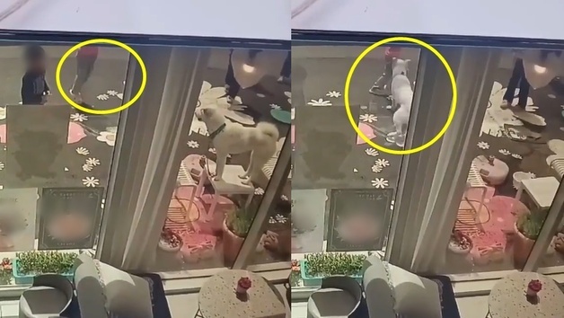카페서 개 물렸는데…"'아이가 자극" 견주 큰소리